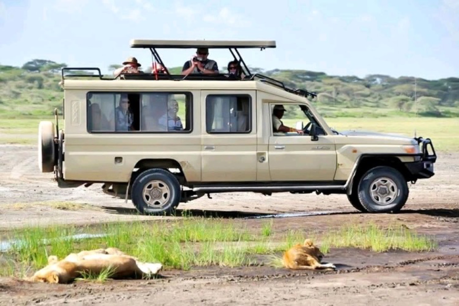 Guests in a raised-roof safari land cruiser watching lions resting on open ground