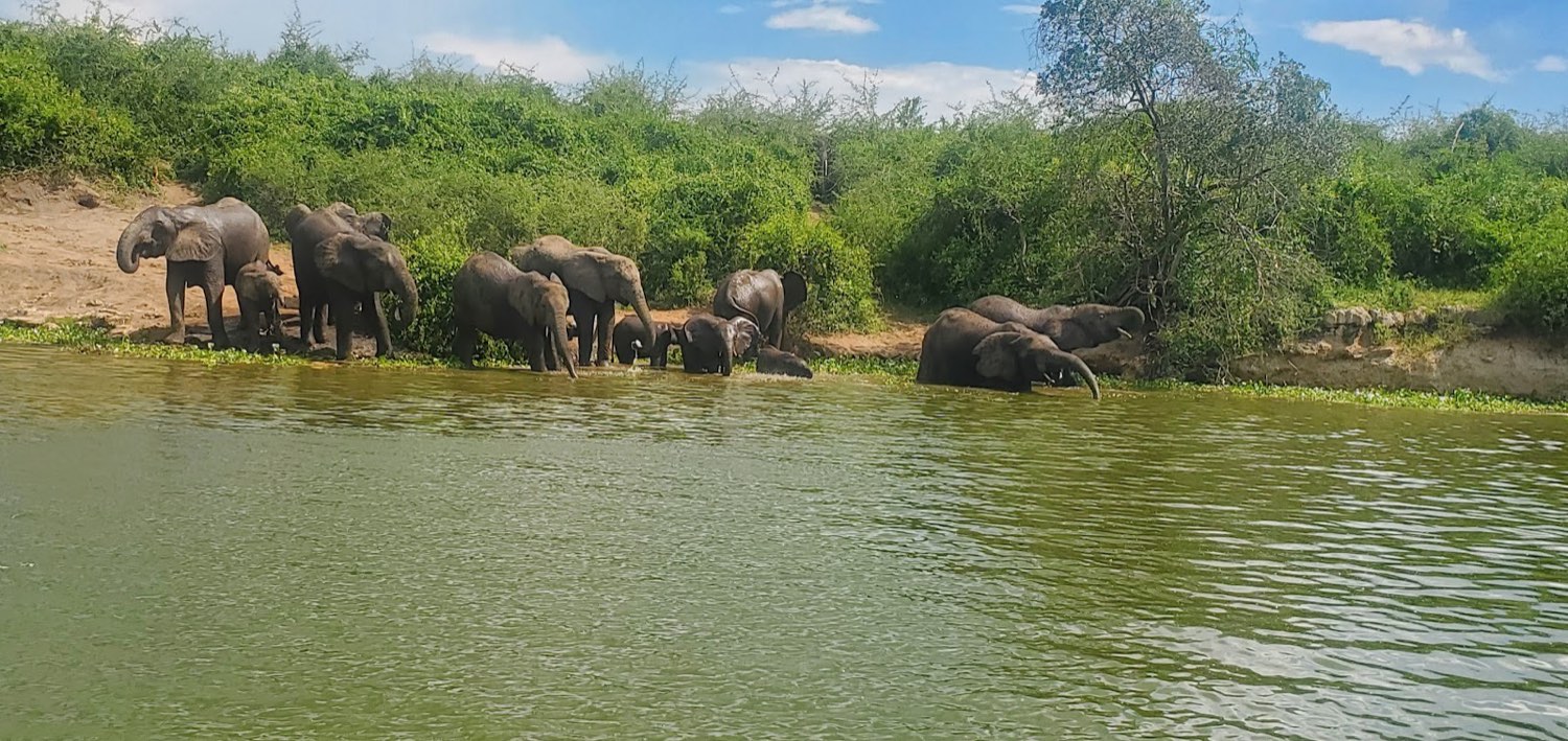 A large elephant herd drinking along the Kazinga Channel, seen from the water
